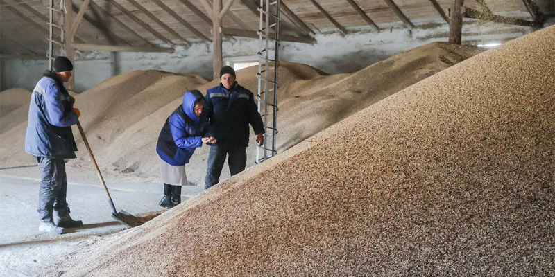 Минсельхоз предложил временно запретить вывоз твердой пшеницы из