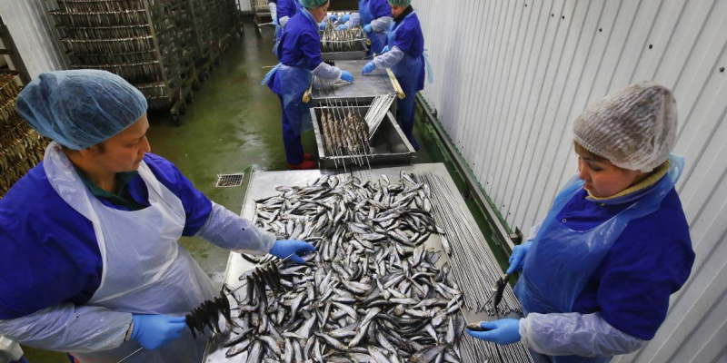 Рыбопромышленники вступились за импорт сельди с Фарерских островов
